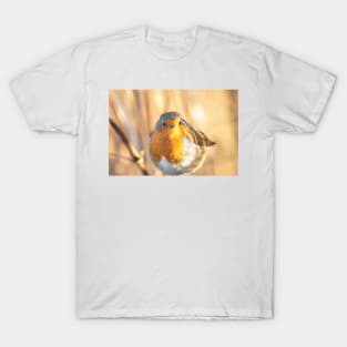 Robin portrait in golden light T-Shirt